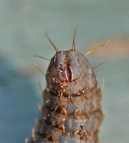 Pachygastrinae